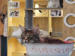 -平行世界·猫咖(首经贸店)