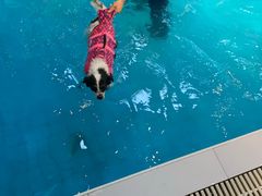 -Goku PET SHOP宠物视觉生活馆(双井店)