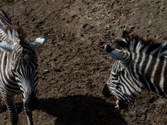 -沈阳森林动物园