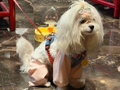 -鼎膳常火锅(华阳店)