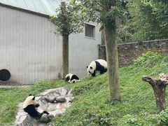 -卧龙中华大熊猫苑神树坪基地