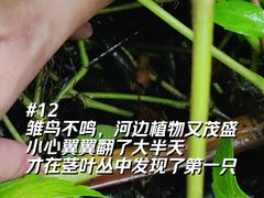 -长洲岛