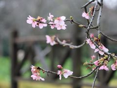 -顾村公园