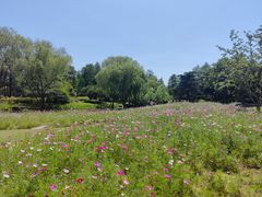 -上海滨江森林公园