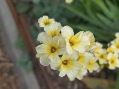 -墨尔本皇家植物园