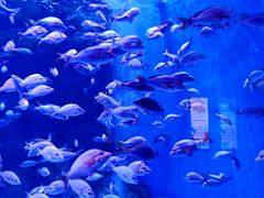 -成都浩海立方海洋公园