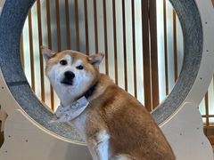 -猫小主咖啡·猫咖cat cafe(福田店)