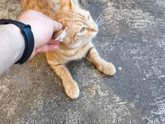 -甲大帅·甲鱼·椰子鸡主题餐厅(唐家店)