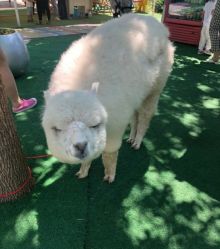 -萌宠亲子动物乐园(槐房万达店)