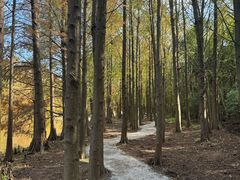 -上海海湾国家森林公园