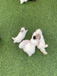 -萌宠亲子动物乐园(槐房万达店)