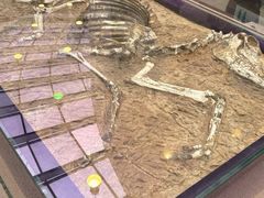 -陕西自然博物馆