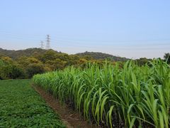 -八卦田遗址公园