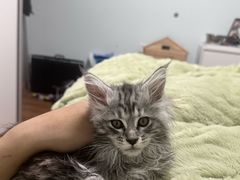 -翊宠yipet猫狗购宠庄园犬舍•猫舍