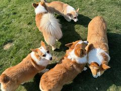 -趣玩宠物乐园寄养训犬训狗游泳池