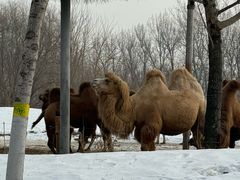 -北京野生动物园
