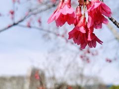 -红梅公园
