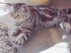 -喵屿·大理花园猫咖