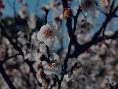 -顾村公园