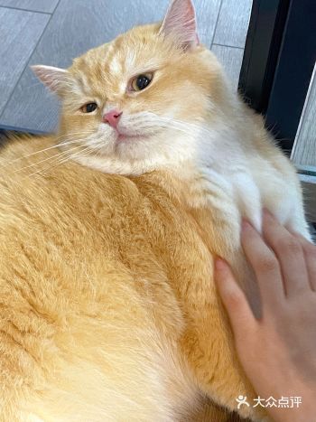 长沙这家宠物猫乐园你们一定要去!简直是爱猫者的天堂!