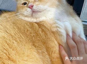 长沙这家宠物猫乐园你们一定要去!简直是爱猫者的天堂!