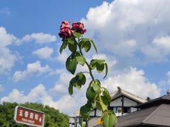 -青岩古镇