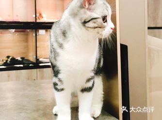 最近身边的朋友不知道怎么的，不是养了猫就是养了狗