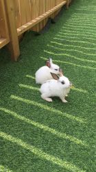 -萌宠亲子动物乐园(槐房万达店)