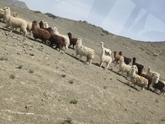 -新疆天山野生动物园