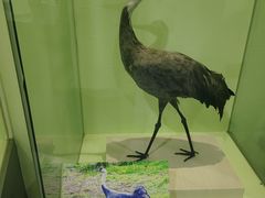 -盐城丹顶鹤湿地生态旅游区