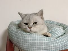 -安安宠医·安宠宠物医院