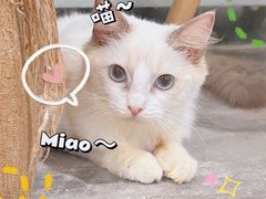 -楼上猫咖(罗湖店)