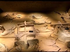 天子六驾-洛阳周王城天子驾六博物馆