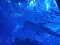 -成都浩海立方海洋公园