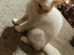 猫-more than meow吴止猫主题餐厅(承德 中船汇店)