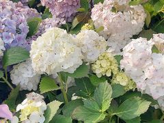 -苏州上方山国家森林公园
