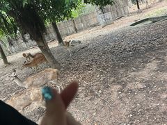 -清迈夜间动物园