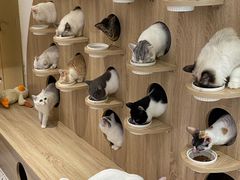 -Umiao与猫咖啡 猫咖
