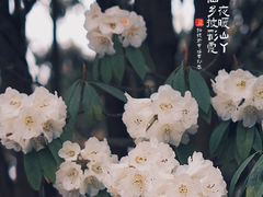 -贵州百里杜鹃风景名胜区
