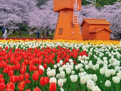 -苏州上方山国家森林公园