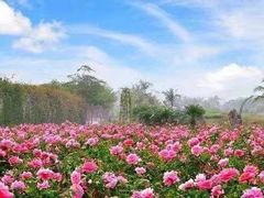 -亚龙湾国际玫瑰谷