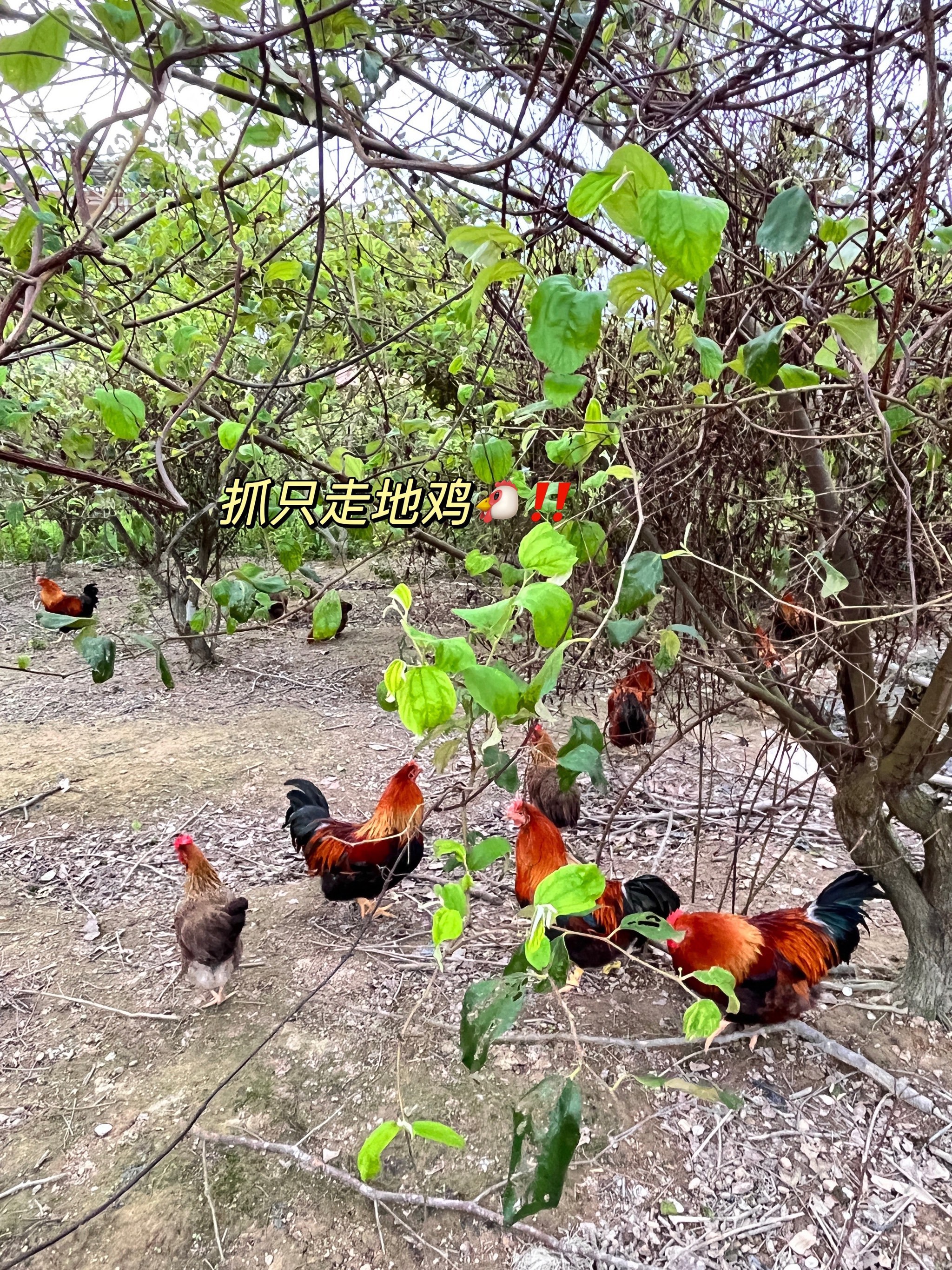 台山水步禾雀花农庄