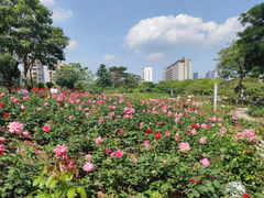 -香蜜公园
