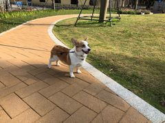 -景田北六街公园宠物主题园