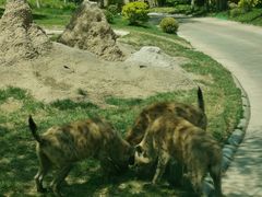 -北京野生动物园