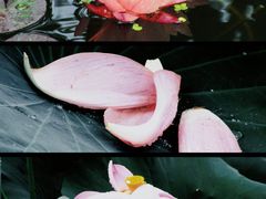-莫愁湖公园