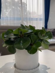 -雍禾植发全国连锁