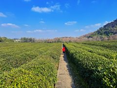 -中国茶叶博物馆(双峰馆区)