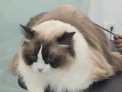 -爱洗澡的猫(望京店)