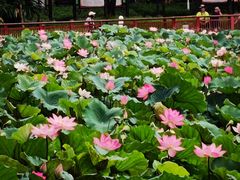 -荔湾湖公园